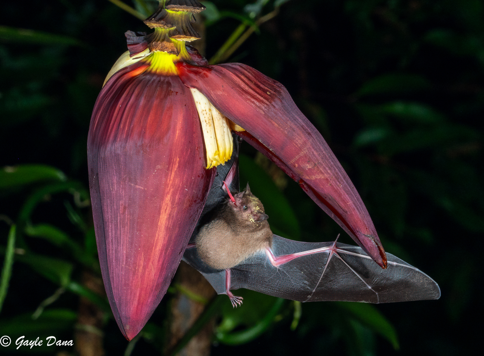 Pregnant Nectar Bat